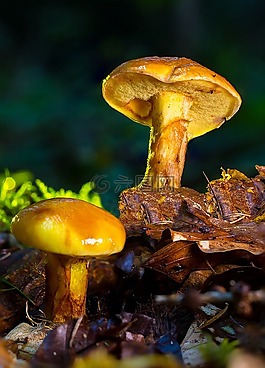 蘑菇,粘蓋牛肝菌,suillus grevillei
