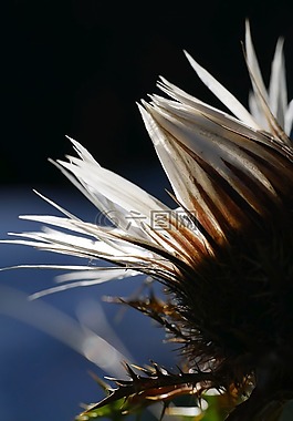 性質(zhì),廠,花