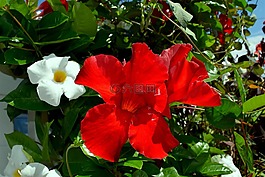 花,紅色,白
