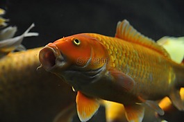 魚(yú),坦克,旱廁