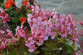 鮮花,2花瓣,花園