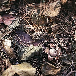 earthstar,蘑菇,葉子