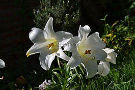 百合,白,花