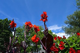 花,紅色,花瓣
