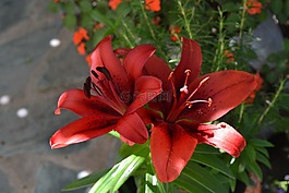 百合,花園,花盆
