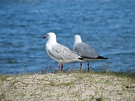 海鷗,鳥(niǎo),水