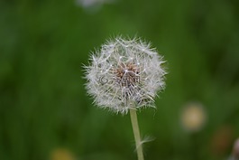 蒲公英,春,普拉托
