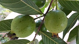 guaba,水果,綠色