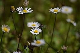 雛菊,春,普拉托