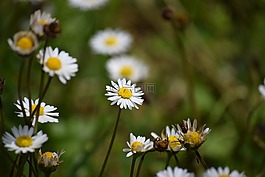 雛菊,春,普拉托