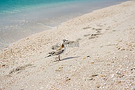 砂,性質(zhì),海灘