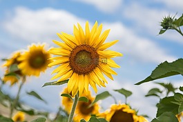 太陽花,黃色,夏季
