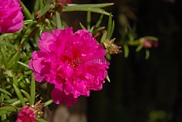 紫色的小花,植物,野生