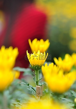 雛菊,花的,綠色