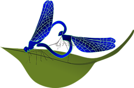 蜻蜓,心,昆蟲(chóng)