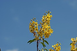 黄色花,植物,野生