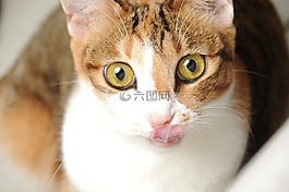 貓,cat,寵物