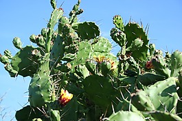 仙人掌,科西嘉,花