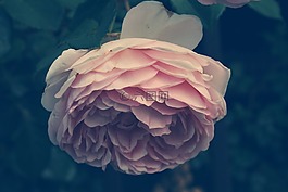 花卉,植物,性質(zhì)
