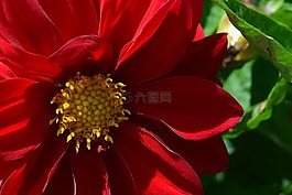 花,紅色,花瓣