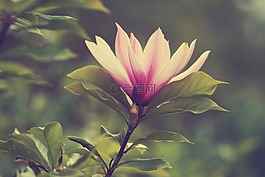 花卉,植物,性質(zhì)