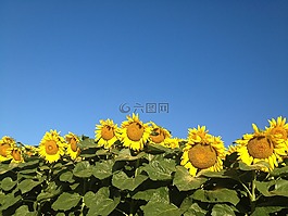 向日葵,鮮花,夏天花