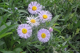 花,紫色
