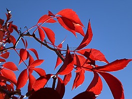 太陽,紅色,葉子