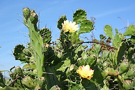 科西嘉,花,野生