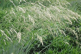 草,野花
