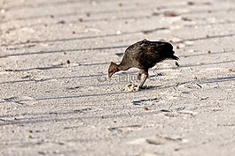 鳥,工具清潔,megapodius