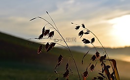 草,性質(zhì),背光