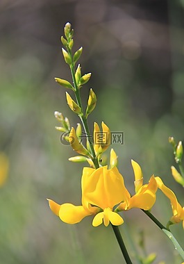 花,黃色,黃色的花
