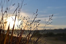草,性質(zhì),背光