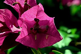 花,紫羅蘭色,花瓣