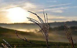 草,性質(zhì),背光