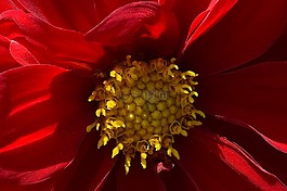 花,紅色,花瓣
