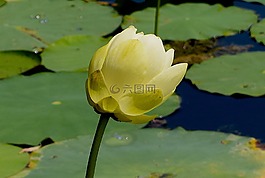 花,黃色,花瓣