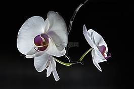 蘭花,花,花的