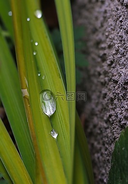 下降,自然,綠色