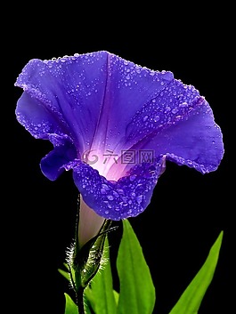 牽?；?花,盛開