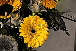 非洲菊,黃色,開花