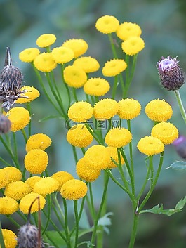艾菊,黃色,花