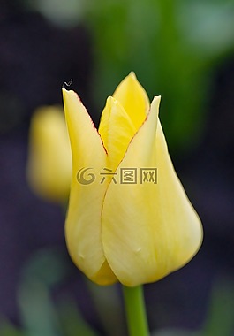 花卉,郁金香,黃色