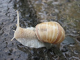 蝸牛,殼,軟體動物