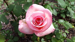 花,植物區(qū)系,自然