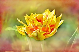 郁金香,花,開(kāi)花
