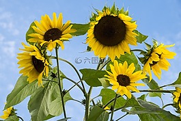 太陽(yáng)花,花,廠