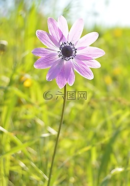 花,紫,光