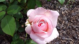 花,自然,植物區(qū)系